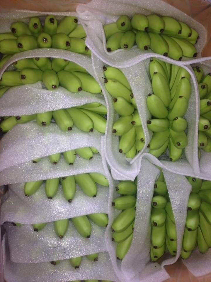 Mút xốp pe foam lót trái cây